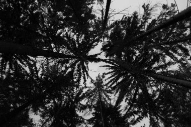 Bottom view on treetops.