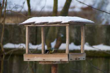 Great tit in feeder.