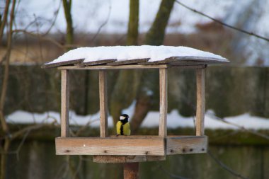 Great tit in feeder.