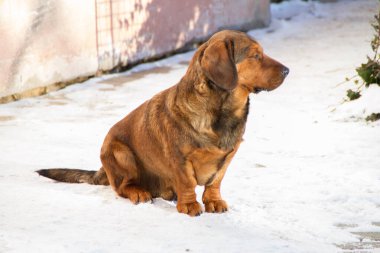 Alpine Dachsbracke 'nin Portresi.