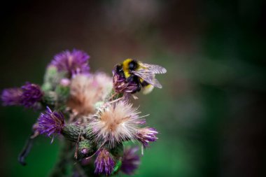 Detail of a Bumble-bee.