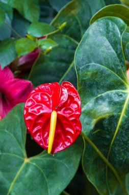 Detail of a Anthurium.