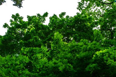 Bottom view on leaves.