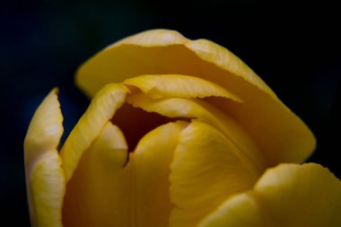 Lalenin ayrıntıları.