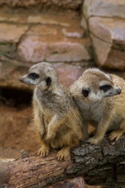 Portrait of Meerkats on log.