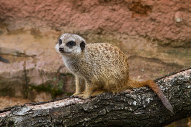 Portrait of Meerkat on log.