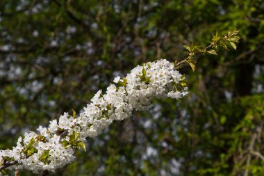 Closeup of a Bloom of cherry.