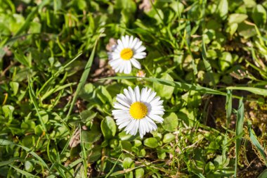 Closeup of a Bellis perennis.