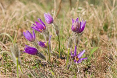 Closeup of a Pulsatilla pratensis.
