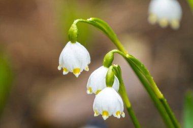 Closeup of a Leucojum