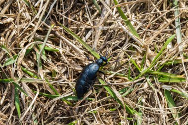 Meloe in grass upperview