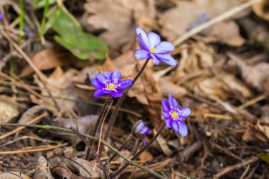 Anemone hepatica between leaves