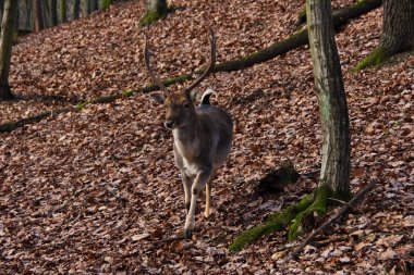 Ormanda düşen geyik