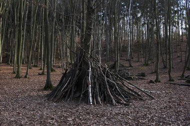 Shelter in a forest
