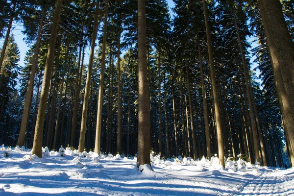 Foresta Inverno — Foto Stock