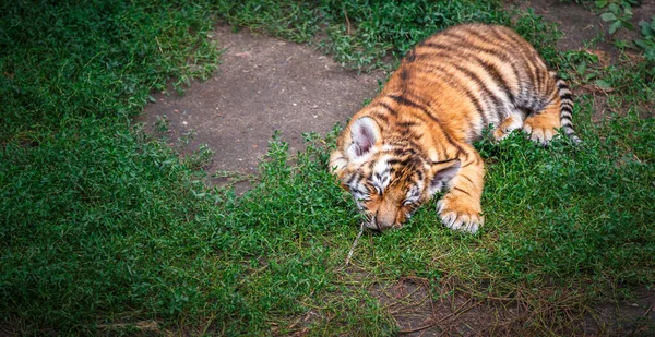 Portrait of a Little tiger.