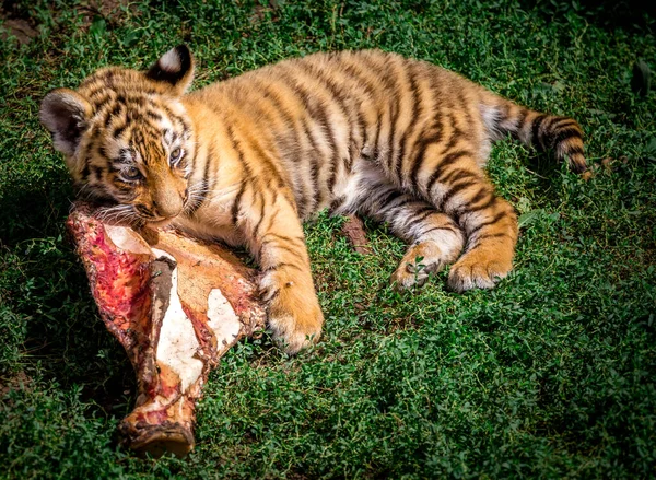 Little tiger is eating meat.