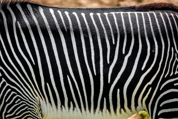 Detalhe Das Listras Zebra — Fotografia de Stock