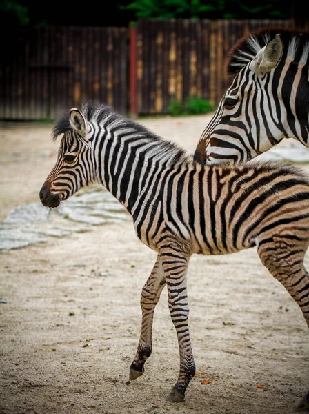 Retrato Uma Zebra — Fotografia de Stock