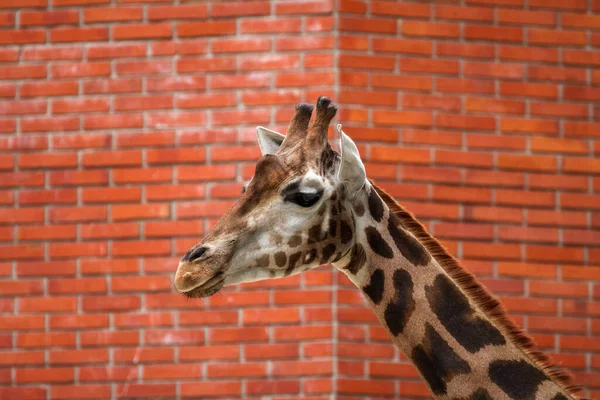Detail Giraffe — Stok fotoğraf