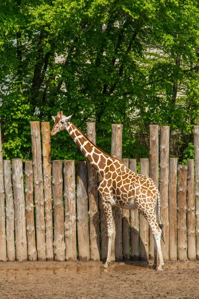 Hayvanat Bahçesindeki Zürafa Portresi — Stok fotoğraf