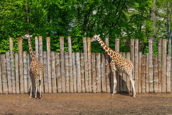 Hayvanat Bahçesindeki Zürafaların Portresi — Stok fotoğraf