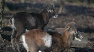 Capture of Moufflon in zoo