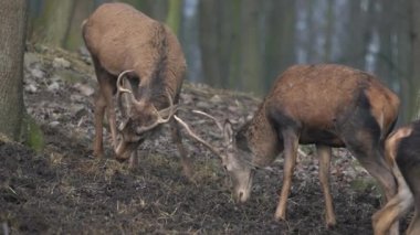 Caprute of Red deers in zoo