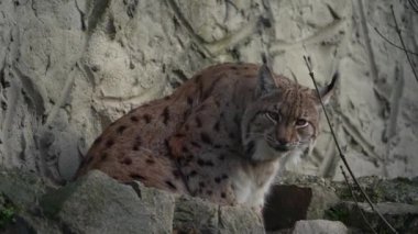 Capture of Eurasian lynx on rock