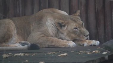 Capture of African lion in zoo