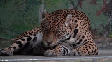 Jaguar is resting in zoo