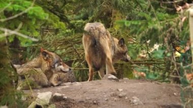 Grey wolf in zoo