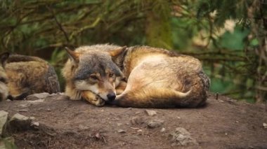 Grey wolf in zoo