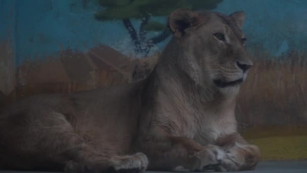 Σύλληψη Αφρικανικού Λιονταριού Στο Ζωολογικό Κήπο — Αρχείο Βίντεο