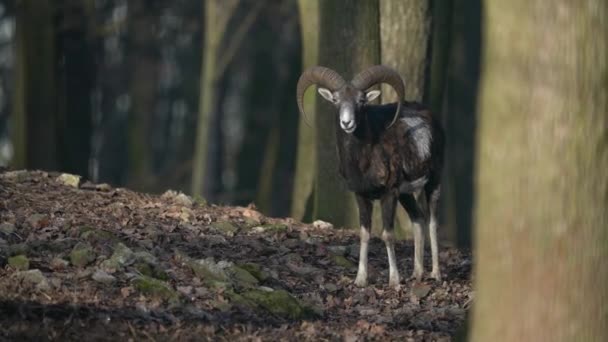 Capture Moufflon Zoo — стоковое видео