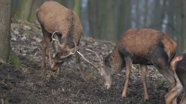 Caprute Red Deers Zoo — Stock Video