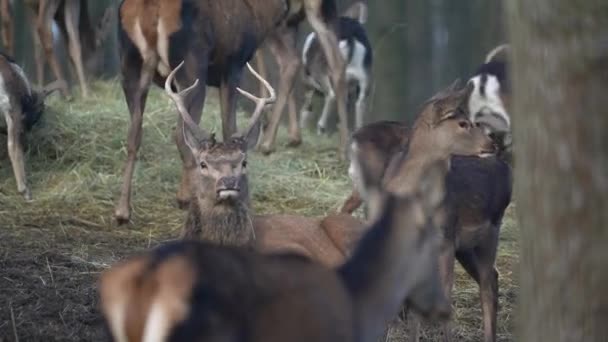 Caprute Red Deers Zoo — Video Stock
