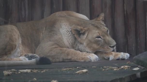 Capture African Lion Zoo — Αρχείο Βίντεο