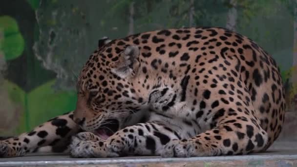 Τζάγκουαρ Ξεκουράζεται Στο Ζωολογικό Κήπο — Αρχείο Βίντεο