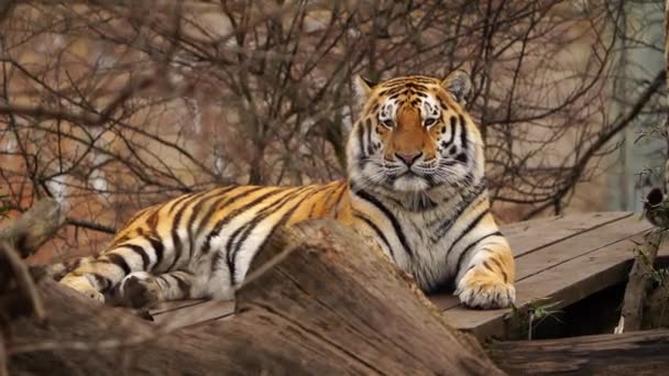 Сибірський Тигр Зоопарку — стокове відео
