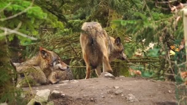 Γκρίζος Λύκος Στο Ζωολογικό Κήπο — Αρχείο Βίντεο