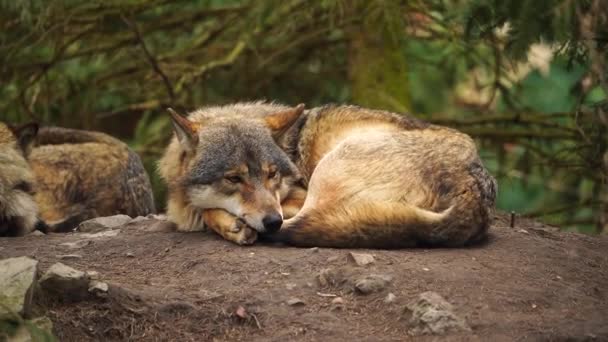 Grey Wolf Zoo — стоковое видео