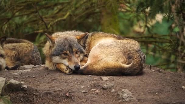 Серый Волк Зоопарке — стоковое видео