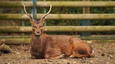 Indochinese Sika Deer in zoo