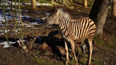 Video of Zebra in zoo
