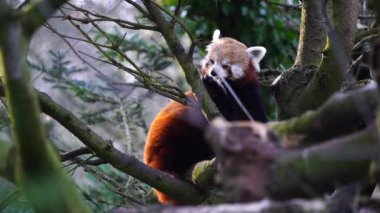 Red panda Hayvanat Bahçesi