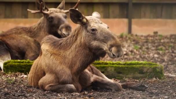 Video Elk Zoo — Stock video