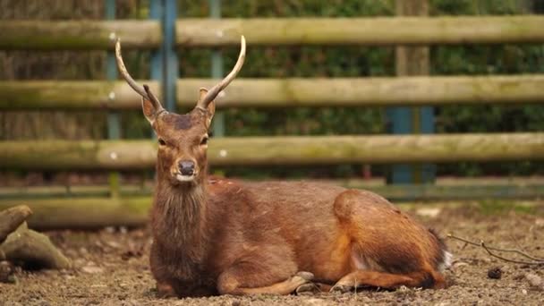 Indochinese Sika Deer Zoo — Wideo stockowe