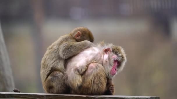 Macaco Japonés Zoológico — Vídeo de stock