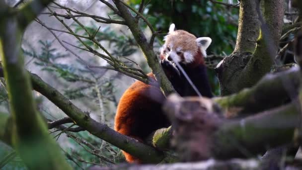 Red Panda Kebun Binatang — Stok Video